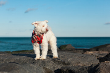 White Dog on Jetty