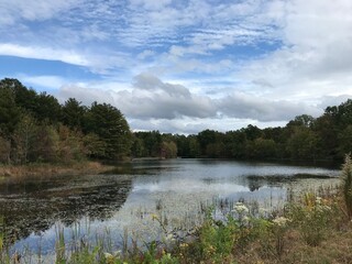 Fototapeta premium lake in the woods
