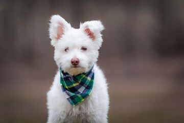 White Fluffy Dog in Grass