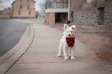 White Fluffy Dog with Bandanna