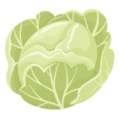 Vector illustration of fresh cabbage. White cabbage in flat style, isolated on a white background. Healthy natural foods, fresh green vegetables in cartoon flat style