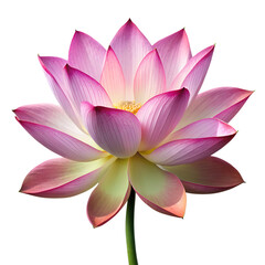 a lotus blossom isolated on a translucent background
