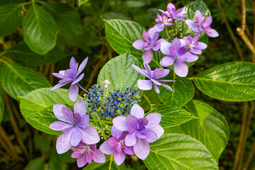 Close-up of beautiful purple lacecap hydrangea flowers blooming in early summer at Shimoda Park in Izu.