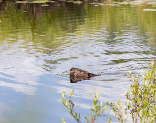 Beaver swimming in a bog creek through a bog past lily pads and brush in Algonquin Park 