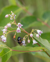 Bluebottle Fly on a dogbane wildflower in Algonquin Park in July
