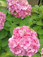 山　紫陽花　ピンク　ハイドランジア