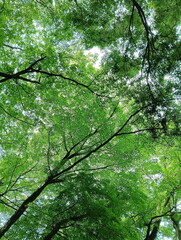 深森を見上げて