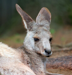 The kangaroo is a marsupial from the family Macropodidae (macropods, meaning 'large foot').