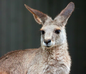 The kangaroo is a marsupial from the family Macropodidae (macropods, meaning 'large foot').