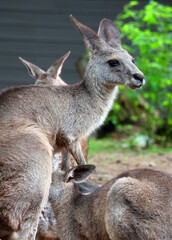 Kangaroo mom feed her baby, is a marsupial from the family Macropodidae (macropods, meaning 'large foot').