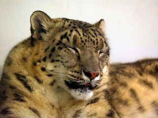 The snow leopard is a large cat native to the mountain ranges of Central and South Asia. It is listed as endangered on the IUCN Red List of Threatened Species