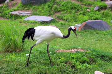 The red-crowned crane (Grus japonensis), also called the Manchurian crane or Japanese crane, is a large East Asian crane among the rarest cranes in the world.