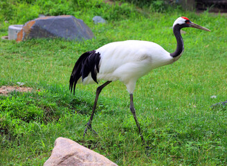 The red-crowned crane (Grus japonensis), also called the Manchurian crane or Japanese crane, is a large East Asian crane among the rarest cranes in the world.