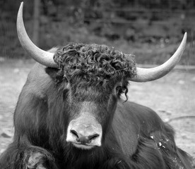 The yak is a long-haired bovid found throughout the Himalayan region of south Central Asia, the Tibetan Plateau and as far north as Mongolia and Russia. 