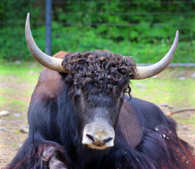 The yak is a long-haired bovid found throughout the Himalayan region of south Central Asia, the Tibetan Plateau and as far north as Mongolia and Russia. 