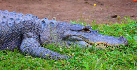 An alligator is a crocodilian in the genus Alligator of the family Alligatoridae. The two living species are the American alligator and the Chinese alligator.