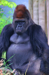 Gorillas are ground-dwelling, predominantly herbivorous apes that inhabit the forests of central Africa. The DNA of gorillas is highly similar to that of humans, from 95–99% 