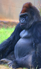 Obraz premium Gorillas are ground-dwelling, predominantly herbivorous apes that inhabit the forests of central Africa. The DNA of gorillas is highly similar to that of humans, from 95–99% 