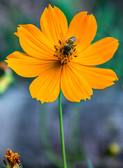 bee on flower