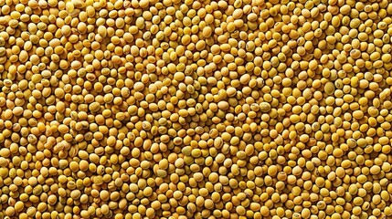 A close up of yellow beans. The beans are small and round. They are spread out in a pattern
