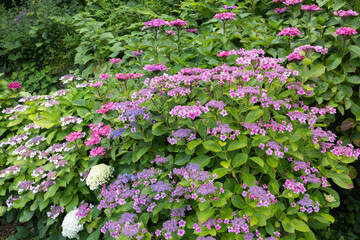 Beautiful pink lacecap hydrangea flowers blooming in early summer at Shimoda Park in Izu.
