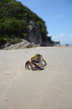 siri walking on Ilha do Mel in Paranagu&aacute; in the state of Paran&aacute; in Brazil