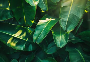 Obraz premium Vibrant Green Banana Leaf Texture Background