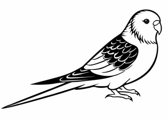 Budgerigar silhouette vector illustration 