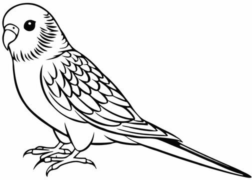 recommend clip art: Line art of Budgerigar vector 