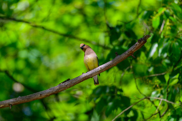 Cedar Waxwing at Clear Lake State Park near Atlanta Michigan