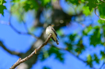 An Eastern Wood Peewee at Hoeft State Park, near Rogers City, Michigan.