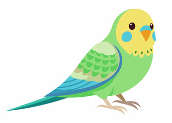 Budgerigar colorful vector illustration 