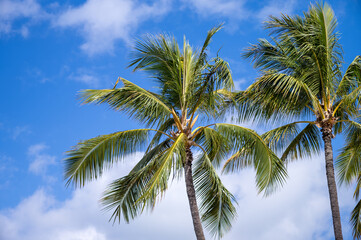 Green and Yellow Coconut Plum Trees in Brisk Wind.