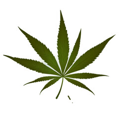 Cannabis (or hemp or marijuana) green fresh leaf isolated on transparent background