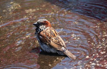 Bird