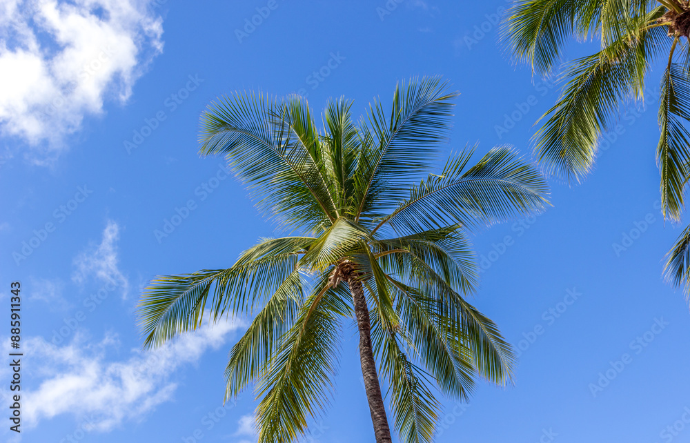 Wall mural beautiful palm trees at hawaii