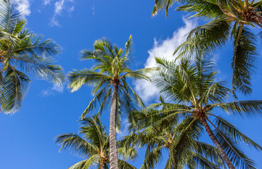 Fototapeta premium Beautiful palm trees at Hawaii