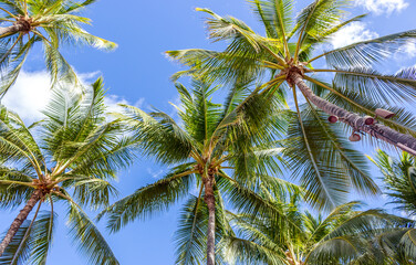 Beautiful palm trees at Hawaii