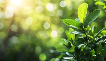 Obraz premium Sunlight Through Green Leaves, Nature Background