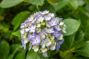 Close-up of light purple hydrangea flowers blooming in early summer at Shimoda Park.