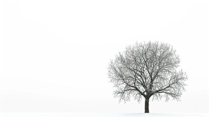 Obraz premium A stark, lone tree against a pure white backdrop, highlighting its natural form and isolation.