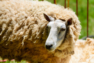 A sheep before shearing.