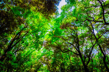 【東京】明治神宮