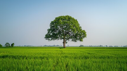 Obraz premium Solitary big tree standing tall amidst lush green rice fields, under a clear sky.