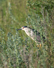 Black-Crowned Night-Heron