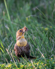 Female, Yellow-Headed Blackbird with a Mouth Full of Insects.
