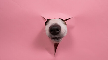 Funny dog jack russell terrier tore his nose pink paper background. 