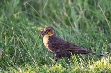 Female Yellow Headed Blackbird With a Beak Full of Insects