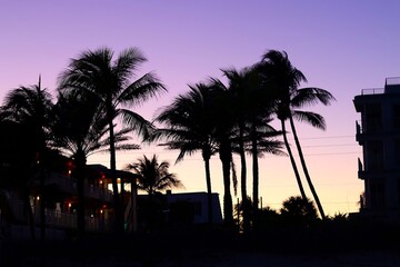 Obraz premium trees at sunset