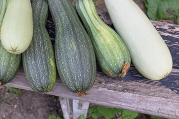 Several zucchini on an old wooden bench, some green and others white in color, on the farm's garden background